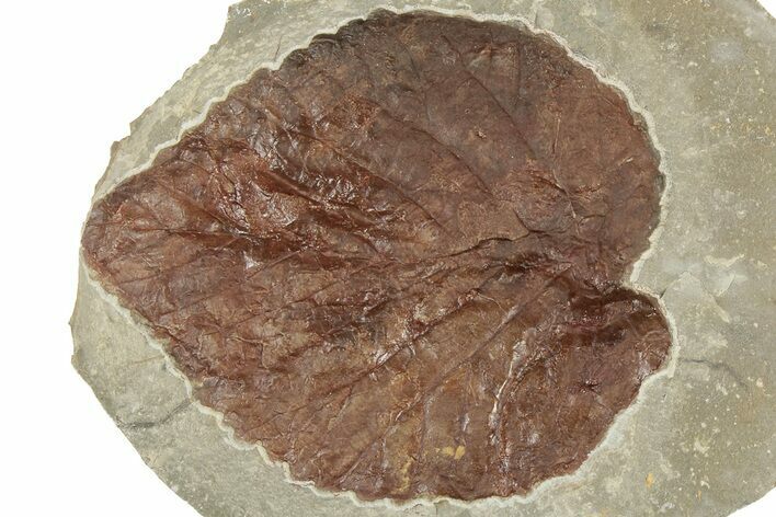 Fossil Leaf (Davidia) - Montana #190442